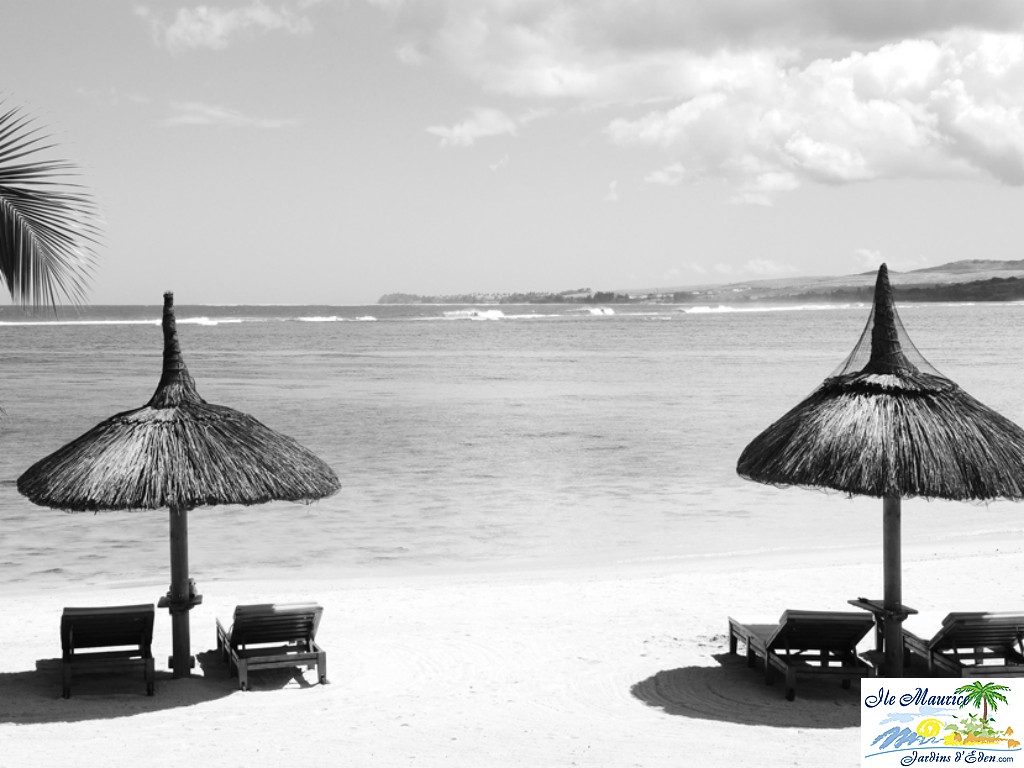 SHM_Beach_Parasols_S_RGB